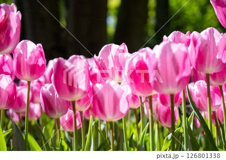 キューケンホフ公園のチューリップ畑／オランダ 126801338