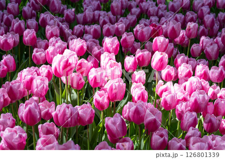 キューケンホフ公園のチューリップ畑/オランダ キューケンホフ公園のチューリップ畑/オランダ 126801339