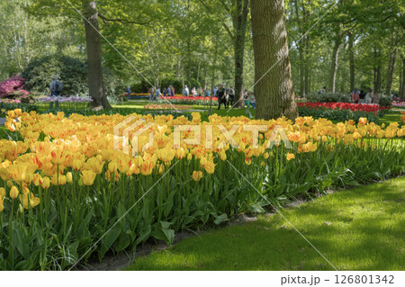 キューケンホフ公園のチューリップ畑/オランダ キューケンホフ公園のチューリップ畑/オランダ 126801342