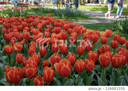 キューケンホフ公園のチューリップ畑／オランダ 126801350