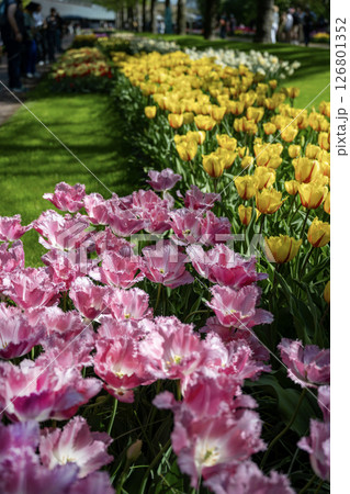 キューケンホフ公園のチューリップ畑／オランダ 126801352