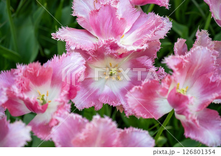 キューケンホフ公園のチューリップ畑／オランダ 126801354