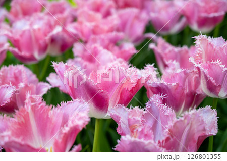 キューケンホフ公園のチューリップ畑／オランダ 126801355