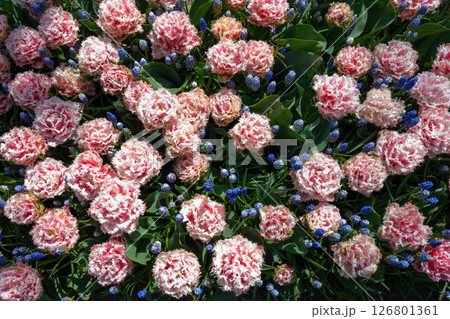 キューケンホフ公園のチューリップ畑／オランダ 126801361