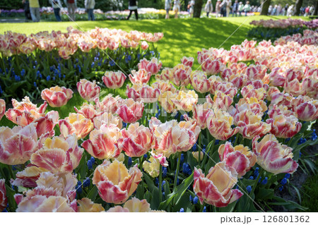 キューケンホフ公園のチューリップ畑/オランダ キューケンホフ公園のチューリップ畑/オランダ 126801362