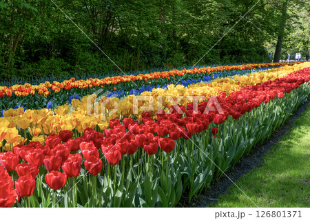 キューケンホフ公園のチューリップ畑／オランダ 126801371