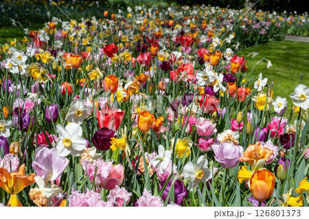 キューケンホフ公園のチューリップ畑／オランダ 126801373
