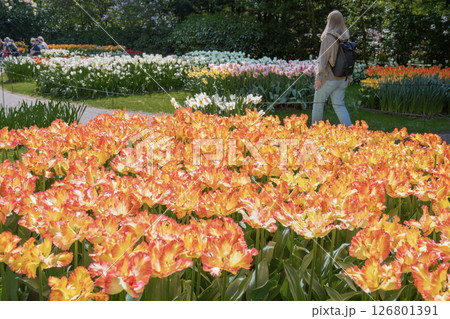 キューケンホフ公園のチューリップ畑／オランダ 126801391