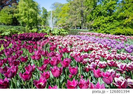 キューケンホフ公園のチューリップ畑／オランダ 126801394