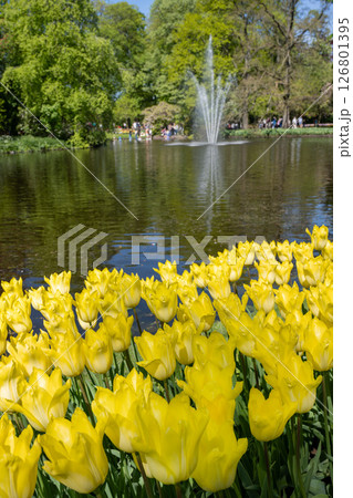 キューケンホフ公園のチューリップ畑／オランダ 126801395
