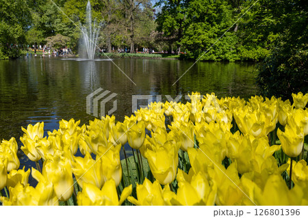 キューケンホフ公園のチューリップ畑/オランダ キューケンホフ公園のチューリップ畑/オランダ 126801396