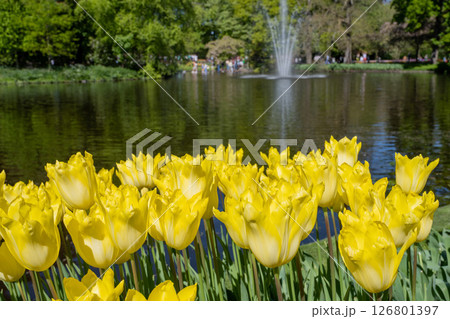 キューケンホフ公園のチューリップ畑／オランダ 126801397