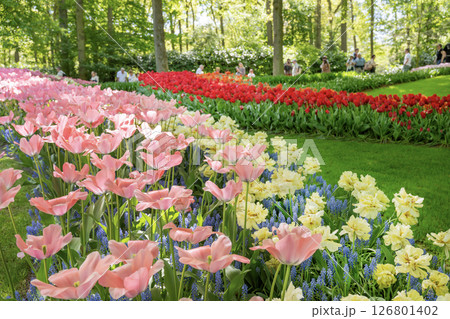 キューケンホフ公園のチューリップ畑／オランダ 126801402