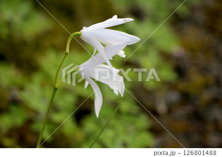 白花シラン 126801488