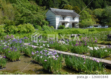 加茂荘花鳥園の花菖蒲園(静岡県掛川市) 加茂荘花鳥園の花菖蒲園(静岡県掛川市) 126801648