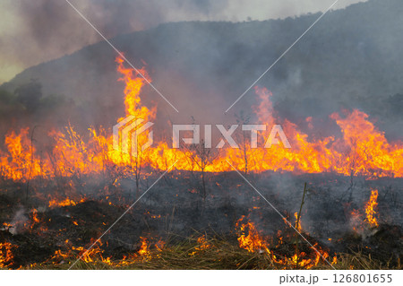 fire is burning in a field with smoke in the air 126801655