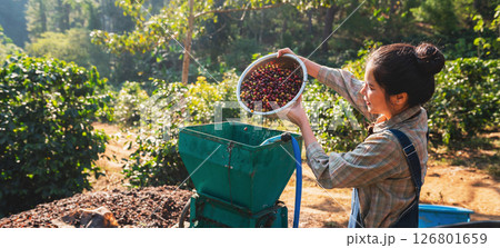 woman is picking fruit from a tree and putting it into a green container woman is picking fruit from a tree and putting it into a green container 126801659