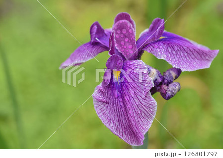 初夏の花 花菖蒲 初夏の花 花菖蒲 126801797