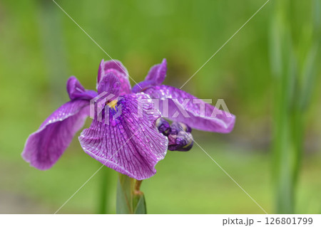 初夏の花　花菖蒲 126801799