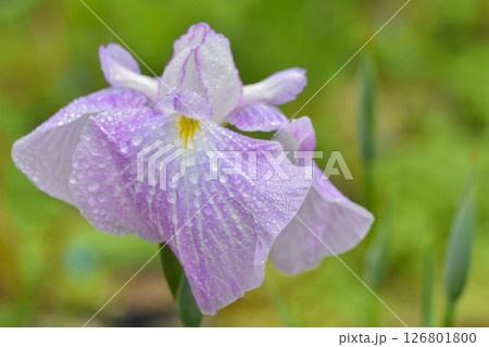 初夏の花　花菖蒲 126801800
