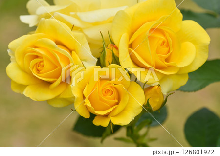初夏の園芸　薔薇の花 126801922
