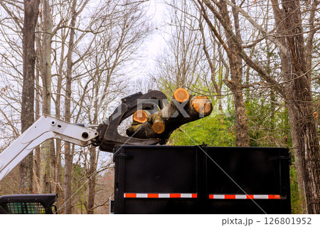 Loader lifts large tree trunks from wooded area, placing them into dumpster for disposal transport. 126801952
