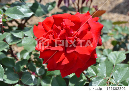 長居植物園のカルテンツァウバー 126802201