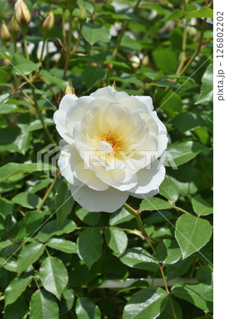 長居植物園のアイスバーグ 126802202