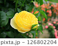 黄色いバラ 126802204