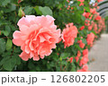 ピンク色のバラ 126802205
