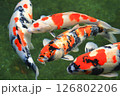 優雅に泳ぐ錦鯉 126802206
