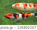 池で泳ぐ錦鯉 126802207