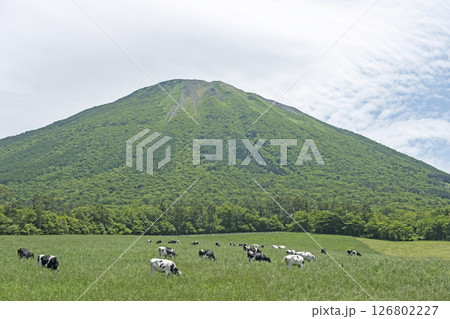 大山で放牧中の牛たち 大山まきばみるくの里付近 大山で放牧中の牛たち 大山まきばみるくの里付近 126802227