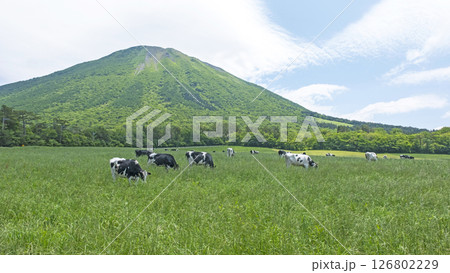 大山で放牧中の牛たち 大山まきばみるくの里付近 大山で放牧中の牛たち 大山まきばみるくの里付近 126802229