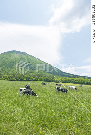 大山で放牧中の牛たち 大山まきばみるくの里付近 大山で放牧中の牛たち 大山まきばみるくの里付近 126802232