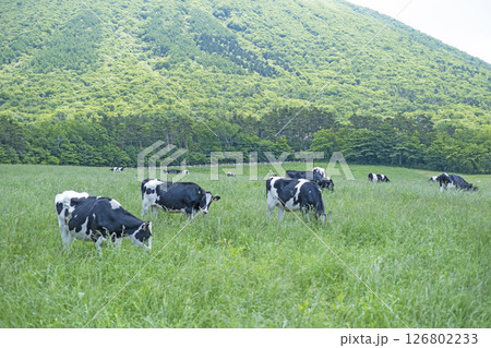大山で放牧中の牛たち　大山まきばみるくの里付近 126802233