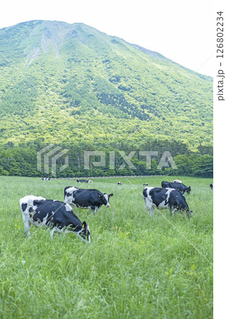 大山で放牧中の牛たち　大山まきばみるくの里付近 126802234