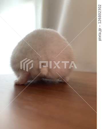 ハムケツ 126802302