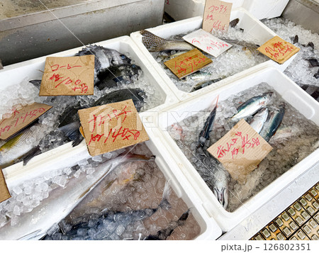 魚屋で売っている夏の魚いろいろ 126802351