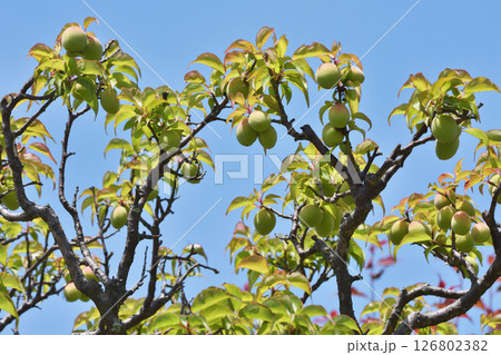 長居植物園の春の宴 126802382