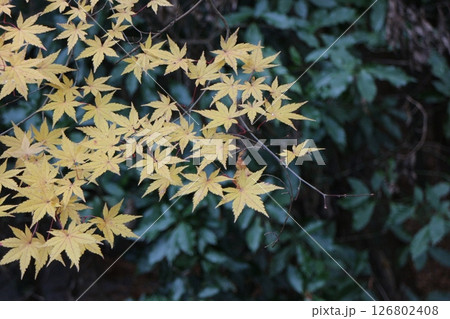 黄色い紅葉 126802408