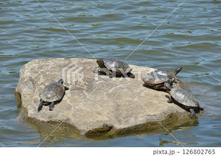 長居植物園の亀 126802765