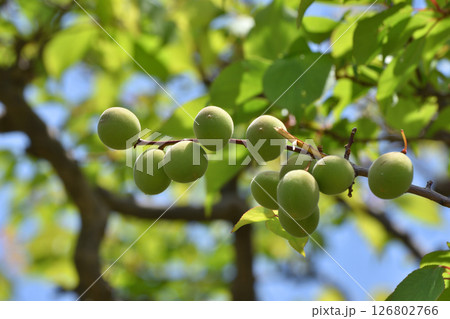 長居植物園の豊後 126802766