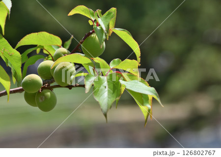 長居植物園の豊後 長居植物園の豊後 126802767