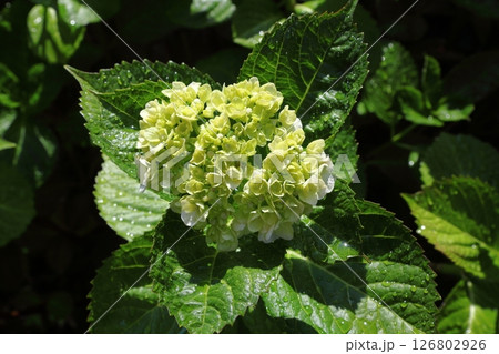 紫陽花 紫陽花 126802926