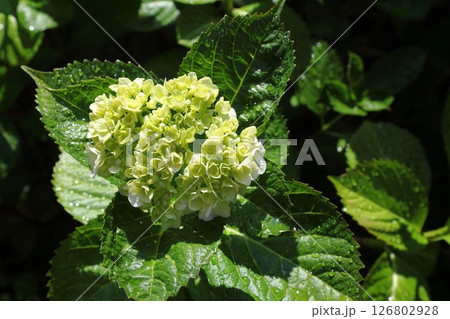 紫陽花 126802928
