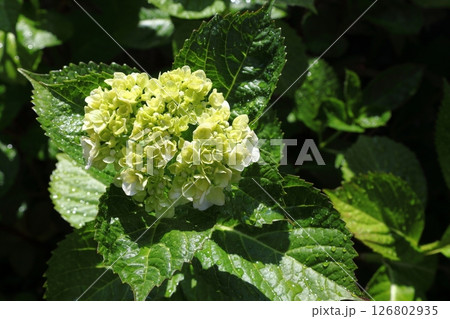 紫陽花 紫陽花 126802935