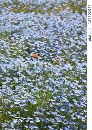 長居植物園のネモフィラ 126802983