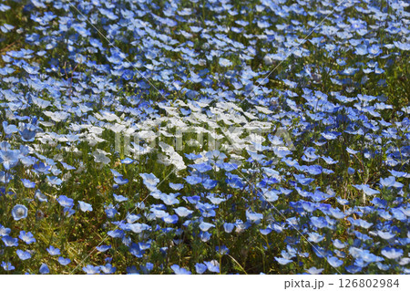 長居植物園のネモフィラ 126802984