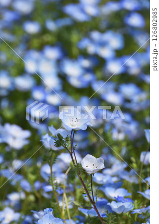 長居植物園のネモフィラ 126802985